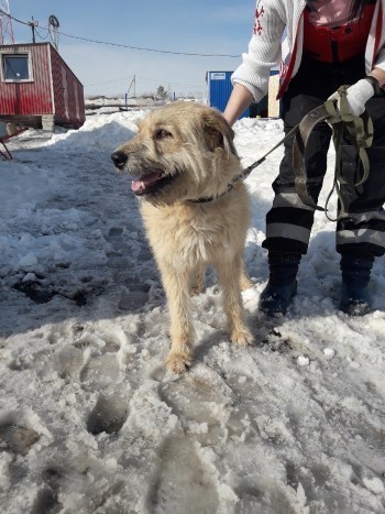 Саткинский центр адаптации бездомных животных «Открытое сердце» просит помощи в выгуле собак 