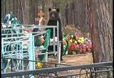 В Сатке по кладбищу на Малой Запани гулял медведь
