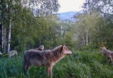 В саткинском национальном парке «Зюраткуль» стая волков попала в кадр фотоловушки 
