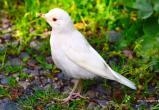  «Такого я ещё не видел!»: в саткинском нацпарке «Зюраткуль» замечена редкая птица 