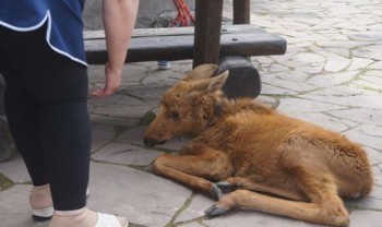«Мучения ради забавы?!»: посетители саткинского развлекательного центра возмущены отношением к животным 