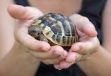 Ветеринар Александр Тарасов рассказал жителям Саткинского района об уходе за черепахами 