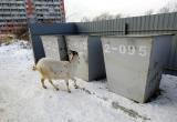 «Так холодно, а они по городу бродят!»: жители Саткинского района возмущены поведением хозяев коз 