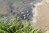 В речке в старой части Сатки горожане заметили погибшую рыбу 