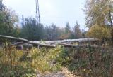  «Уже повалил дерево»: жителей Саткинского района предупредили о сильном ветре 