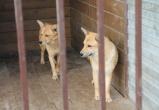 В этом году на обращение с животными без владельцев Саткинскому району из бюджета области выделено 605 700 рублей 