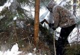 «Лес рубят… штрафы «летят»: в Саткинском районе полицейские выявили факты незаконной вырубки деревьев 