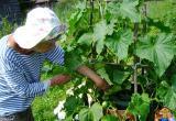 «Решить насущные проблемы»: садовые некоммерческие товарищества Саткинского района получат поддержку 