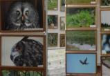 «В кадре - птицы»: в Бакале работает фотовыставка, посвящённая 70-летию Владимира Садырина 