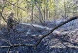 Из-за лесных пожаров в Челябинской области возбуждено 11 уголовных дел: как устанавливают виновников? 