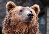 Бурый медведь устроился на зимнюю спячку недалеко от городской ТЭЦ