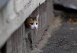 Сотрудники одной из управляющих компаний Сатки замуровали в подвале кошек 
