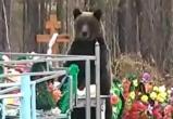 Медведь, снятый на видео на кладбище, может быть и не саткинским