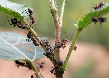 Как избавиться от муравьёв: 14 эффективных народных средств 