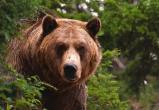 «Будьте осторожны»: сотрудники нацпарка «Зюраткуль» сообщили о выходе на тропу медведя 