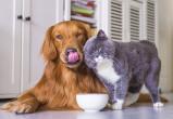 Саткинские магазины «Зоомир» предлагают приобрести корм торговой марки «Landor» для кошек и собак 