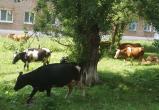Жители Саткинского района будут платить штрафы за выпас сельскохозяйственных животных на городских улицах