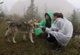  Туристам, заблудившимся в саткинском нацпарке Зюраткуль, помогла найти дорогу собака 