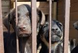  «Временный дом»: в Сатке планируется строительство пункта передержки для бездомных животных
