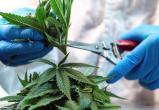 Жители Саткинского района подозреваются в выращивании наркотических растений 
