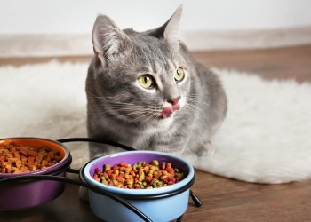Рацион кошек: советы по кормлению 