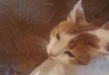  «Помогите найти дом!»: коту исчезнувшей жительницы Сатки срочно нужна передержка 