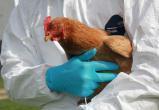 «Соблюдайте правила безопасности!»: в Челябинской области выявили птичий грипп 