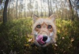 О лисице и её потомстве, живущих в саткинском национальном парке «Зюраткуль», сняли фильм 
