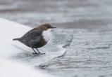 «Нырнуть под воду в мороз? Легко!»: в саткинском нацпарке «Зюраткуль» живёт удивительная птица 