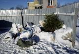 «И вот она, нарядная…»: жители Саткинского района уже начали выбрасывать живые ёлки 