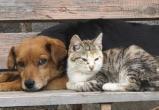 Саткинцам разъяснили, какие положения закона «Об ответственном обращении с животными» вступили в силу 