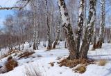  «Неужели зима возвращается?»: какая погода ожидает жителей Саткинского района в первую неделю весны 