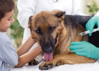 Прививки от бешенства для собак и кошек: рекомендации ветеринаров 