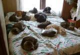 «У меня 37 кошек и 5 собак»: жительница Саткинского района, спасающая бездомных животных, просит о помощи 
