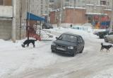 Жители Саткинского района продолжают жаловаться на бездомных собак 