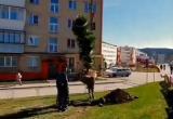  «Часть деревьев уже высажена»: кедры с Алтайских гор приживаются в Сатке 