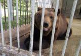 Зоозащитники сошлись во мнении: медведю, живущему на трассе М-5, лучше остаться на прежнем месте 