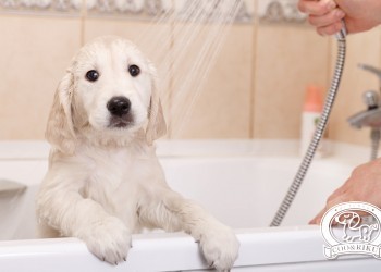 Как правильно мыть собаку? 