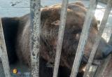 Губернатор Челябинской области обещал держать на контроле ситуацию с медведем, живущим на трассе М-5 