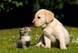 «С заботой о вашем любимце»: ветеринарный кабинет «ПриVET!» предлагает свои услуги 