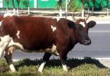 Коровы и козы, бродящие по улицам Саткинского района, будут отправлены на «штрафстоянку» 