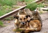 Жителям Саткинского района рассказали, что ответственность за жестокое обращение с животными будет ужесточена 