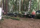 Сильный ветер, «похозяйничавший» вчера в Челябинской области, повалил деревья и перевернул яхту на Увильдах 