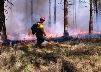 О чём важно помнить саткинцам, чтобы предотвратить лесные пожары, и что делать, если попали в зону опасности 
