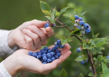 Как правильно собирать лесные и садовые ягоды 