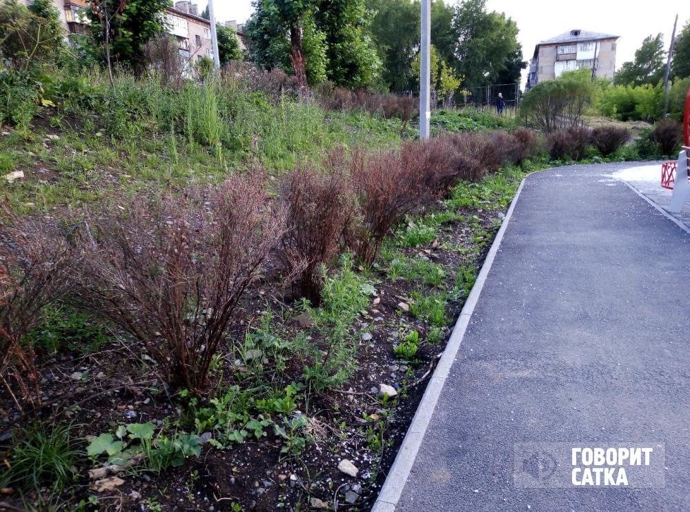Из-за засохших кустарников в бакальском сквере стало тоскливо Из-за засохших кустарников в бакальском сквере стало тоскливо