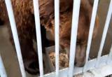 «Гражданский патруль» проверил состояние медведя, живущего в придорожном кафе в Саткинском районе 