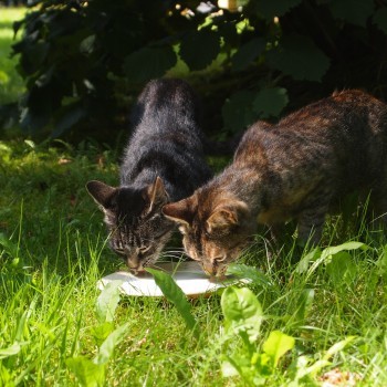 «Они же погибнут!»: из-за бездомных кошек житель Бакала пожаловался на свою соседку в полицию  