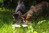 «Они же погибнут!»: из-за бездомных кошек житель Бакала пожаловался на свою соседку в полицию  