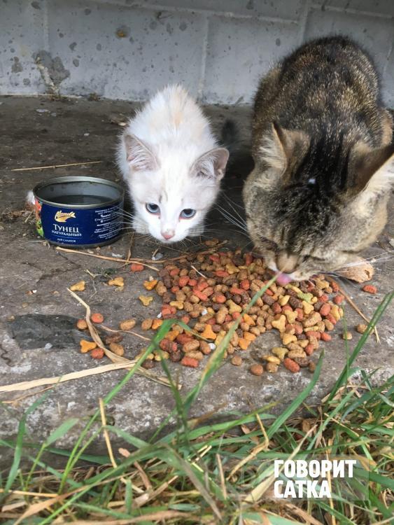 Животные женщины, которая была убита в Бакале, оказались на улице Животные женщины, которая была убита в Бакале, оказались на улице